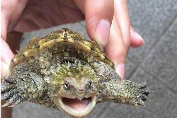 梦见大乌龟咬人是什么征兆
