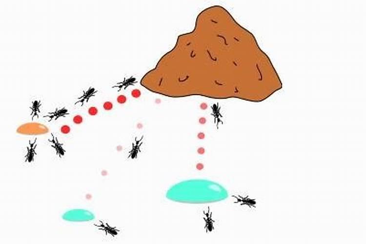 怎样能彻底消灭蚂蚁？蚂蚁的活动轨迹和觅食