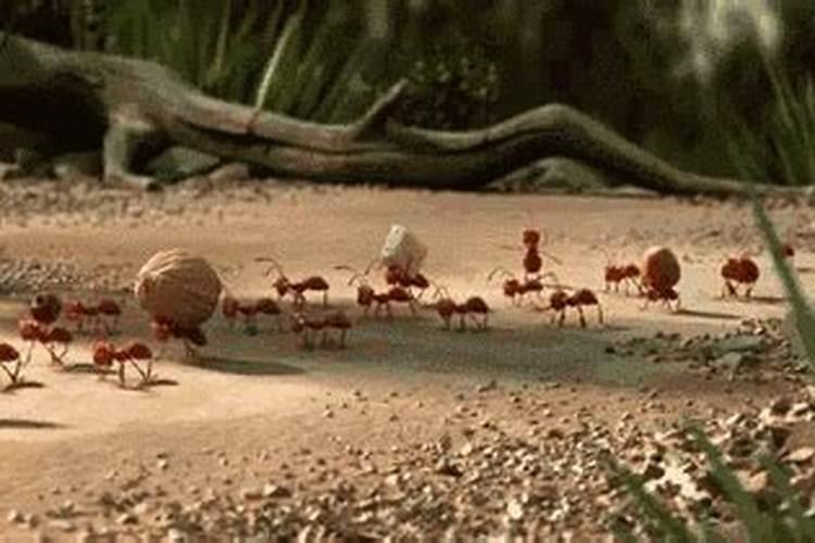 怎样能彻底消灭蚂蚁？蚂蚁的活动轨迹和觅食