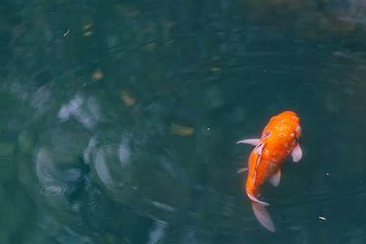 梦见红色的金鱼在水里