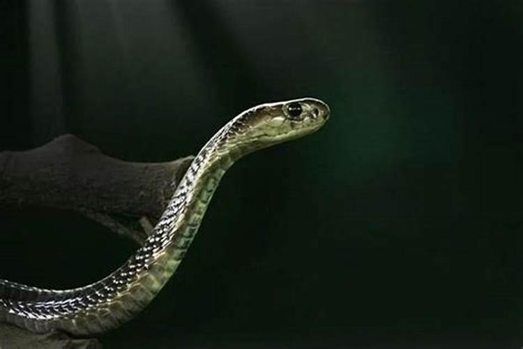 梦见黑蛇缠身是什么预兆