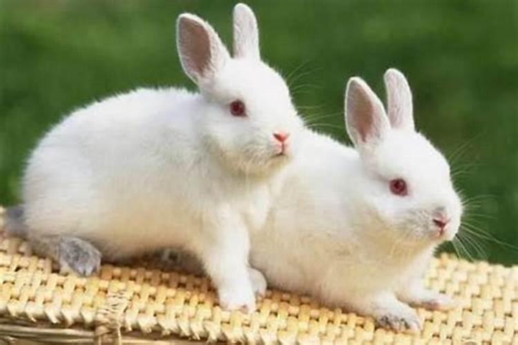 生肖属兔和属兔的结婚好不好