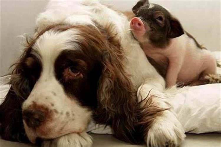 猪和狗生孩子生个什么属相最好