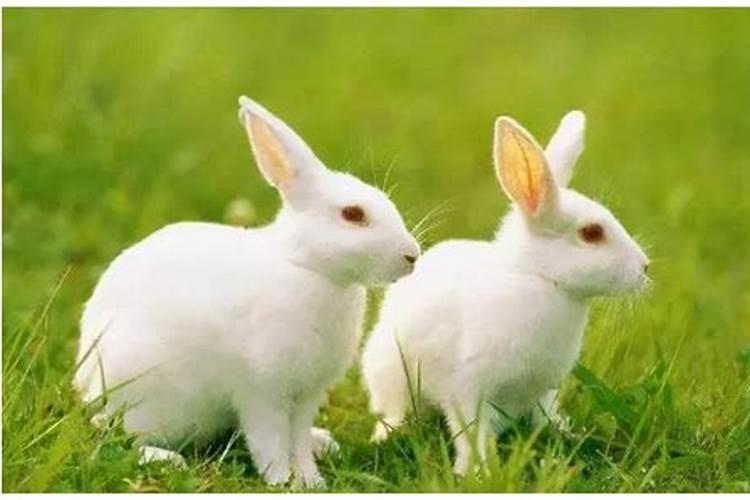 1987年兔人秋冬出生兔运势