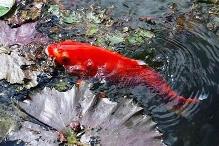 梦见抱大红鱼是什么征兆