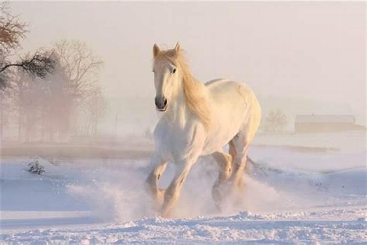 梦见自己骑白马逃跑