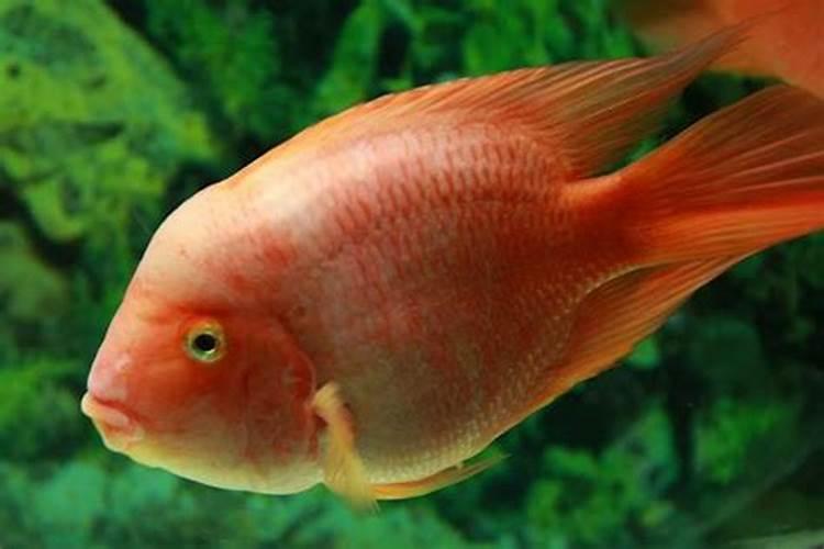 梦见红鱼是什么意思