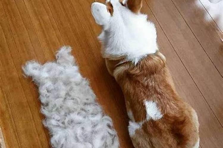 梦见狗的毛掉了好不好？梦见狗掉毛是什么预兆呢