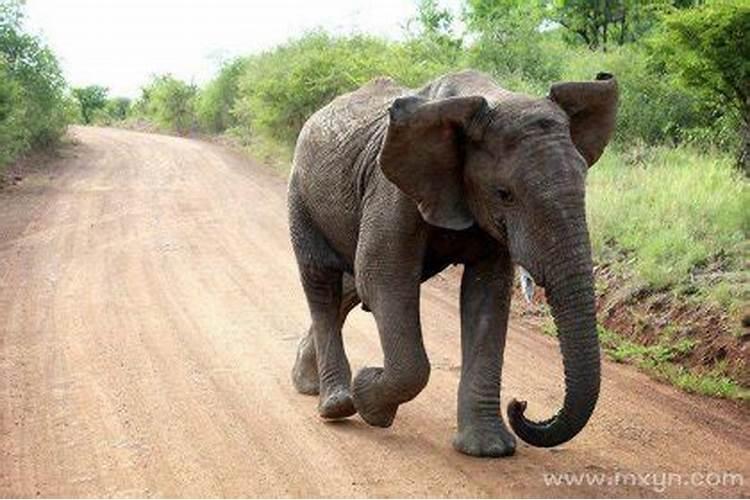 孕妇梦见大象在追自己是什么意思啊