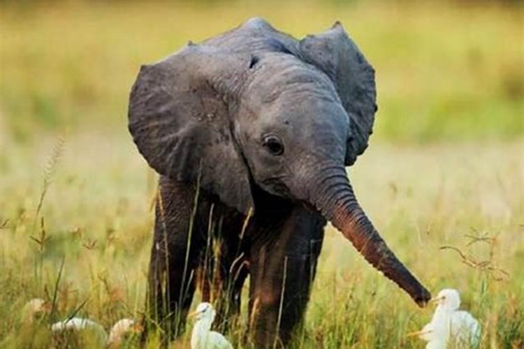 孕妇梦见大象在追自己是什么意思啊