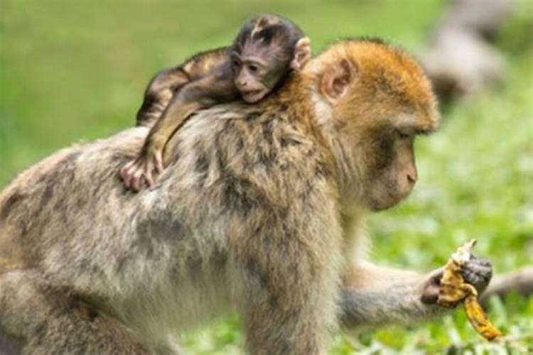 猴和什么属相相配婚姻如何？属猴的人最佳配偶是什么属相