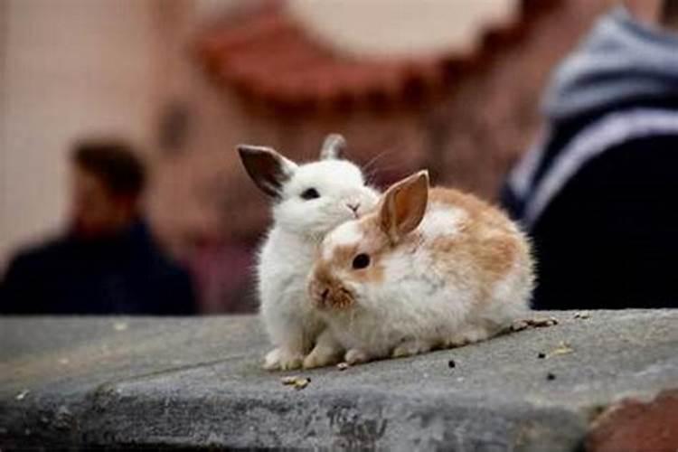 属兔的出生在哪个时辰最好