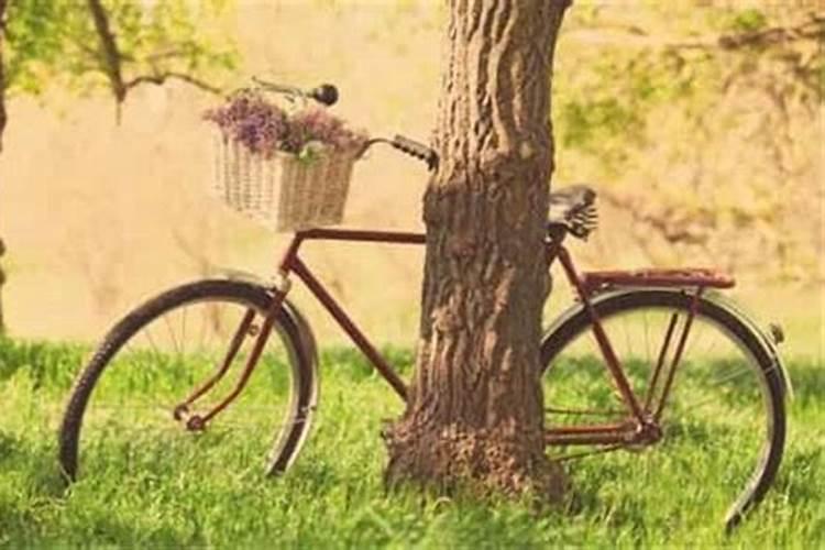 梦见骑自行车什么预兆金花茶树施什么肥