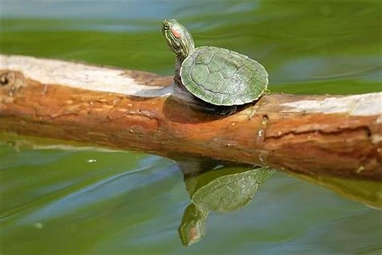 梦见大乌龟是什么意思有什么预兆解梦