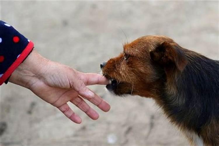 梦见狗咬自己的手是什么意思