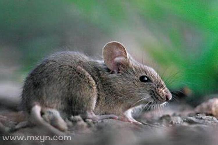 梦见好多老鼠是什么意思？