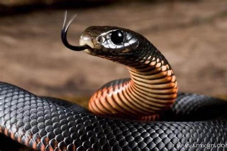 梦见黑蛇是什么预兆女性