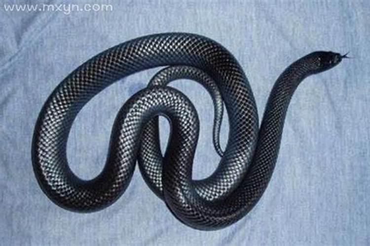 梦见黑色的蛇是什么意思