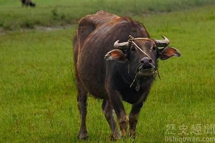 梦见牛攻击牛是什么意思