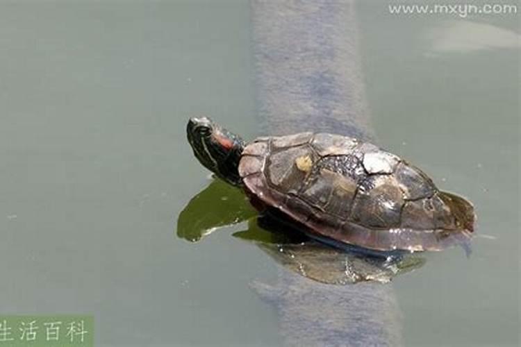 梦见放生乌龟进水里什么预兆