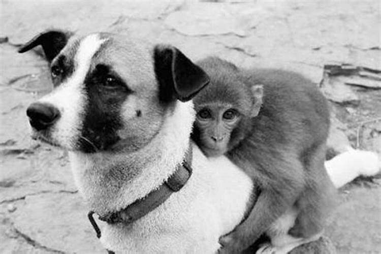 猴和狗婚姻相配吗