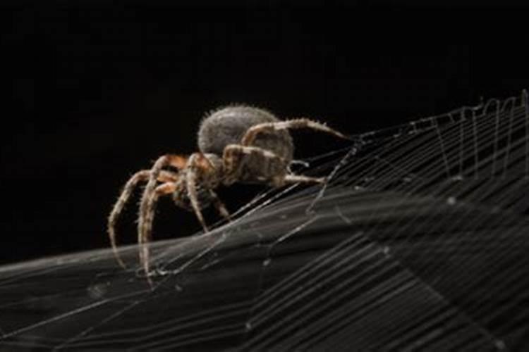 晚上面前掉下来一个蜘蛛 蜘蛛掉头上有什么预兆嘛