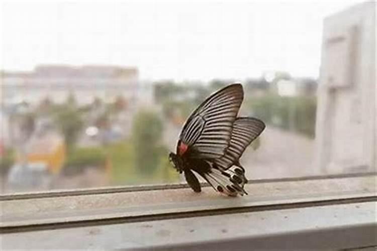 蝴蝶飞到窗外什么意思？蝴蝶进店里代表什么预兆