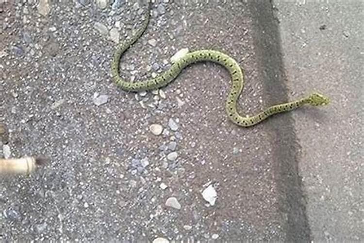 下午看见过路蛇是什么预兆？路上见到蛇有什么征兆啊