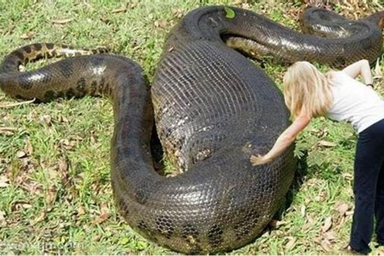 梦见大蟒蛇是什么征兆